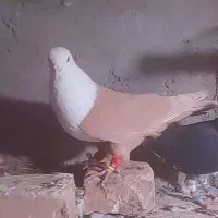 کلاغ زردوساده سیا نر