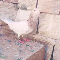 کفتر