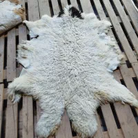 انواع پوست گاوی بزی گوسفندی