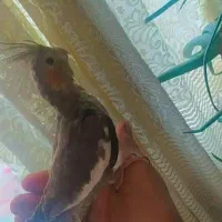 عروس هلندی|پرنده|محمدیه-قزوین, |دیوار