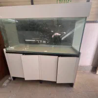 اکواریوم|ماهی|سمنان, |دیوار