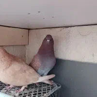 کبوتر|پرنده|محمدشهر, محمدشهر|دیوار