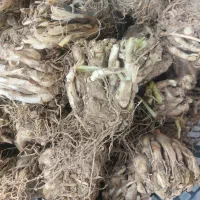 پیاز گل سنبل و لاله هلندی نرگس اختر کوکب زعفران و.|گل و گیاه طبیعی|کرج, اصفهانی‌ها|دیوار