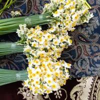 فروش انواع گل نرگس