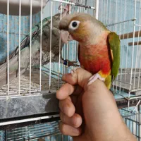 طوطی گرینچیک ماده ۲عدد ۴ماه