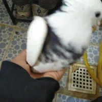 کبوتر رنگی|پرنده|ایذه, |دیوار