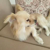 سگ بامر روباهی بافهم|سگ|بوشهر, |دیوار