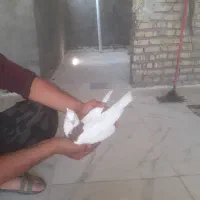 طوقی|پرنده|اهواز, اسلام آباد شرقی|دیوار