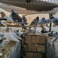 کفتر بوم پرشی