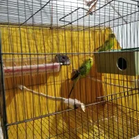 دو عدد مرغ عشق