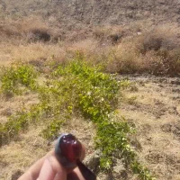 انگور شاهانی دیم ارگانیک