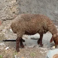 گوسفند و بز