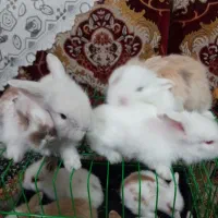 توله خرگوش لوپ