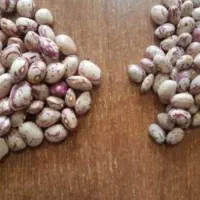 فروش  لوبیا چیتی