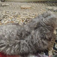 سگ پشمالو با ادب و تمیز