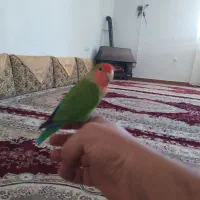 طوطی|پرنده|سنندج, |دیوار