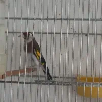 مارشال معاوظه