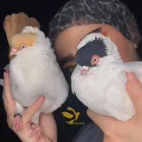 کبوتر زینتی هلمت هملت حلمت حملت