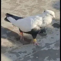 ۴تا‌کبوتر دمبی سیاه زرد قهوه ای