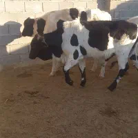 فروش۱۴راس‌گوساله‌نرلاغر