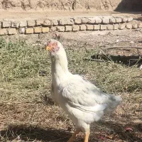 خروس لاری و مرغ لاری|حیوانات مزرعه|مهریز, |دیوار