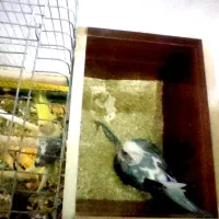 جفت عروس هلندی جوان مولد کارداده با قفس کامل|پرنده|شیراز, ریاستی|دیوار