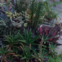 فروش گل های طبیعی یکجا وتکی|گل و گیاه طبیعی|گنبد کاووس, |دیوار