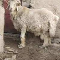 قوچ تخمی بختیاری اصل  کیلویی ۳۲۵  بردسیر|حیوانات مزرعه|کرمان, |دیوار