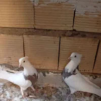 کبوتر طوقی.|پرنده|خمینی‌شهر, |دیوار