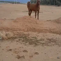 مادیان|حیوانات مزرعه|وحدتیه, |دیوار