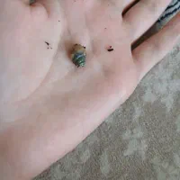 فروش حلزون فقط و فقط ۲۰ هزار تومان