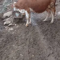 گاوسمنتال‌تک‌‌شیر
