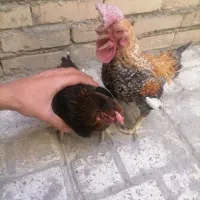 مرغ خروس دورگه کوشامو