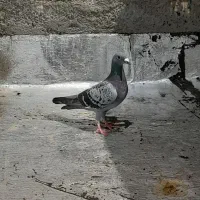 کفتر یا کبوتر|پرنده|تایباد, |دیوار