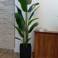 تک ولی به قیمت عمده.. فروش انواع درختچه ژورنالی