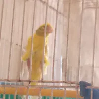 قناری ماده|پرنده|ارسنجان, |دیوار