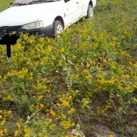 وانت بار تلفنی اریسان