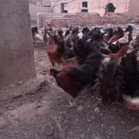 تخفیف خوردتعداد110عددمرغ وخروس همگی جوجه هاسالم|حیوانات مزرعه|نیشابور, باغرود|دیوار