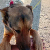 سگ ژرمن|سگ|اردبیل, |دیوار