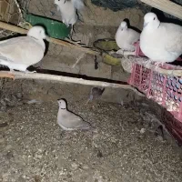 کبوتر باغی|پرنده|جزنیک, |دیوار