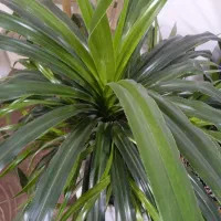 گل پاندانوس