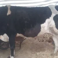 فروش فوقولاده|حیوانات مزرعه|تالش, طولارود|دیوار