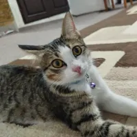 گربه گمشده در محله آذربایجان . مژدگانی