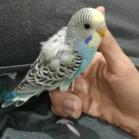 مرغ عشق نرم خور