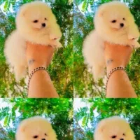 پامرانین خرسی/پودل/شیتزو/سگ فنجونی