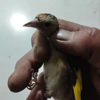 سهره های نر ونشاندار|پرنده|تبریز, |دیوار