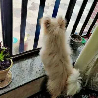 سگ خانگی|سگ|لامرد, |دیوار