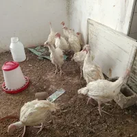 بوقلمون گوشتی