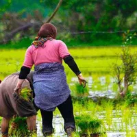 برنج ایرانی فجرسرگل۱۰۰٪خالص رستگار (جزئی وکلی)|خوردنی و آشامیدنی|مشهد, رسالت|دیوار