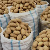 سیب زمینی 6 کیسه درجه یک موجوده